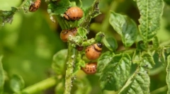 Фонди та методи боротьби з жуками колорадо